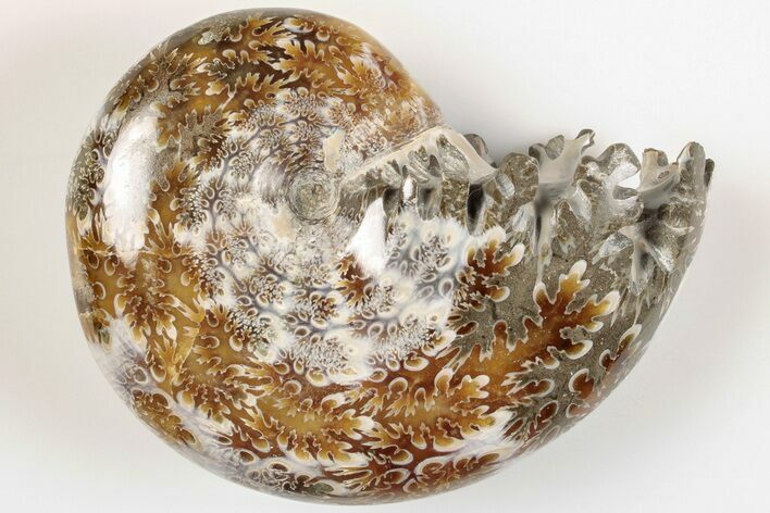 2.5" Polished Agatized Ammonite (Phylloceras?) Fossil - Madagascar